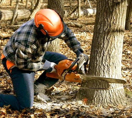 Tree Removal in Lisbon Falls, ME